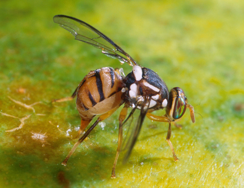 Oriental Fruit Fly reference