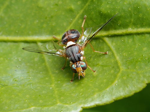 Olive Fruit Fly reference