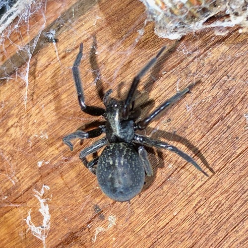 Black House Spider reference