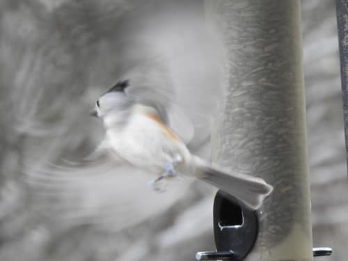 Black-crested Titmouse reference