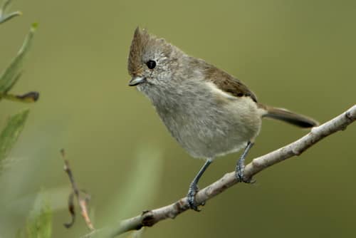 Oak Titmouse reference
