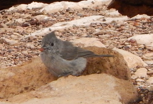 Juniper Titmouse reference