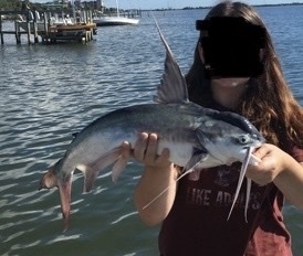 Gafftopsail Catfish reference
