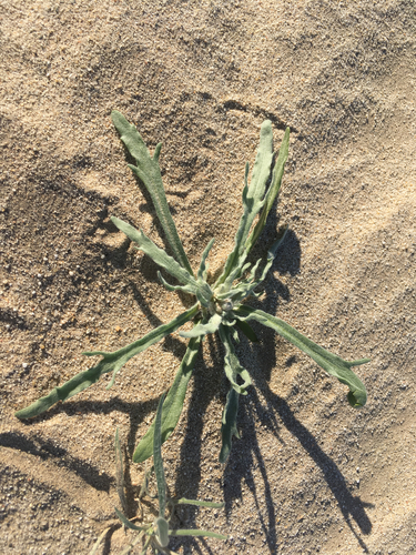 Woolly Desert Marigold reference