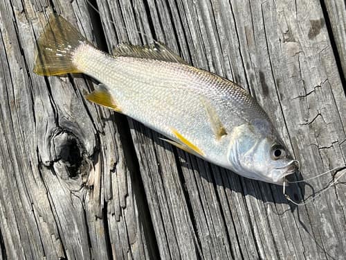 Silver Perch reference