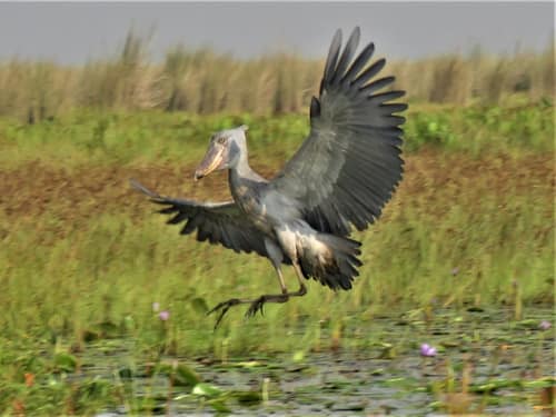 Shoebill reference