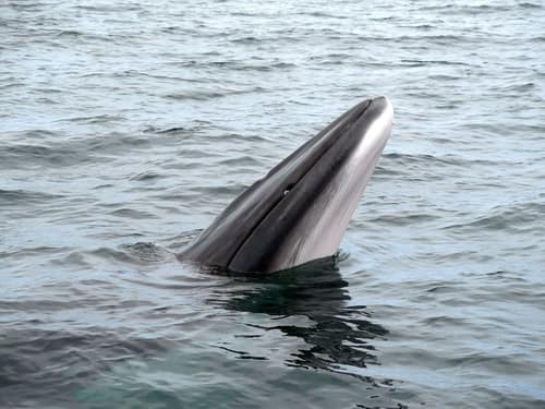 Minke Whale reference