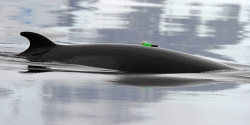 Antarctic Minke Whale reference