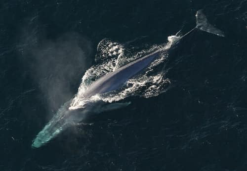 Blue Whale reference
