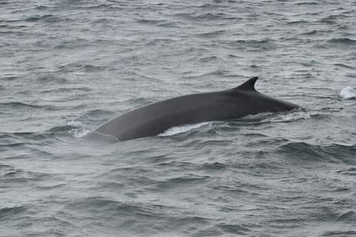 Fin Whale reference