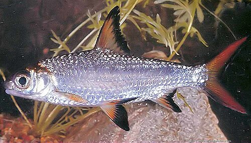 Burmese Sharkminnow reference