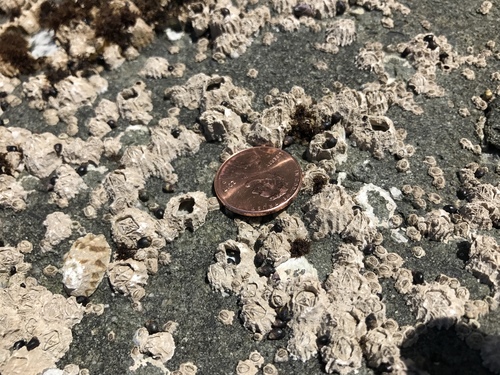 Pacific Acorn Barnacle reference