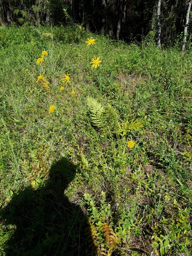 Oneflower Honeycombhead reference