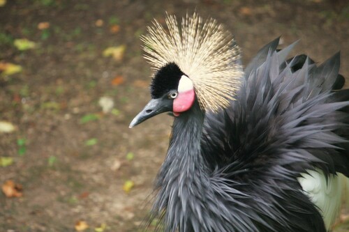Black Crowned Crane reference