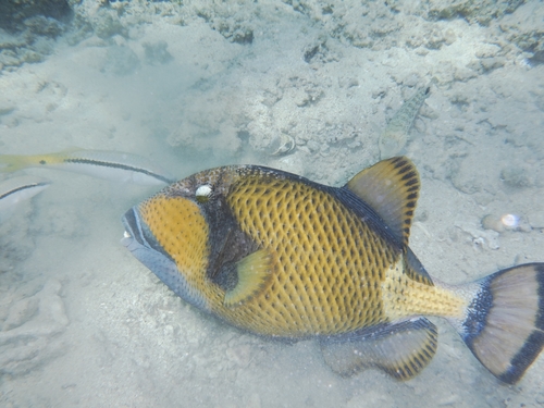 Titan Triggerfish reference