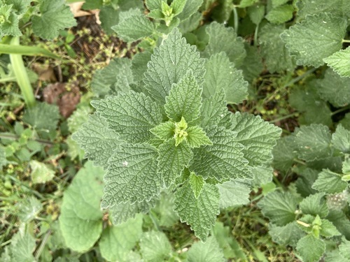 Black Horehound reference