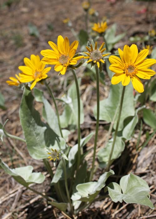 Arrowleaf Balsamroot reference