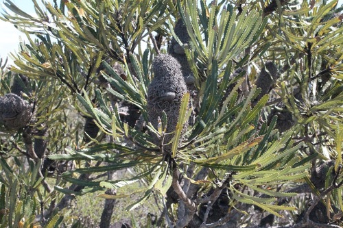 Slender Banksia reference