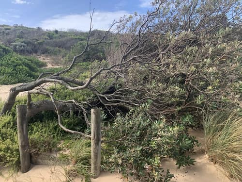 Coast Banksia reference