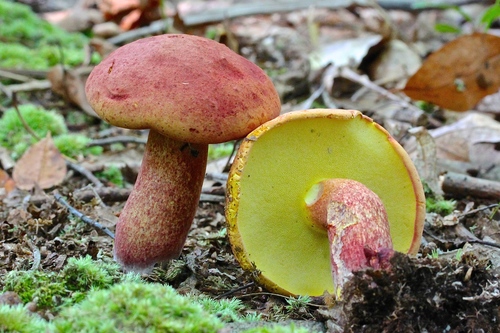 Two-Colored Bolete reference