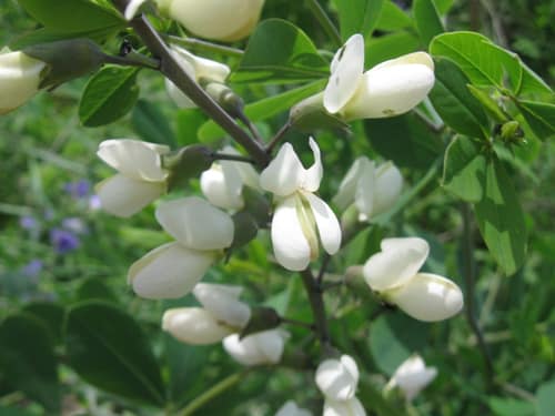 White Wild Indigo reference