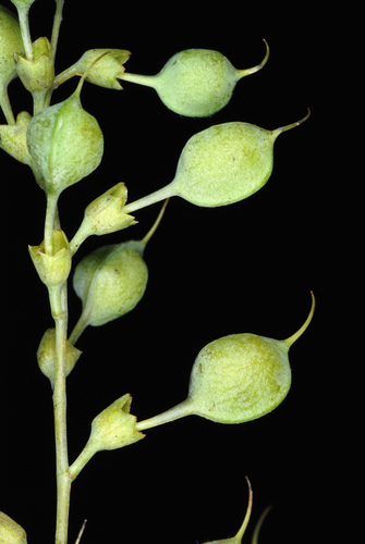 Yellow Wild Indigo reference