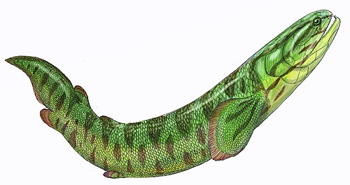 Barameda reference