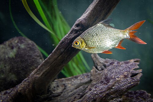 Tinfoil Barb reference