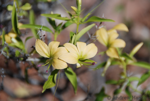 Porcupine Flower reference