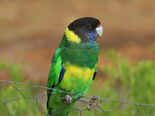 Australian Ringneck reference