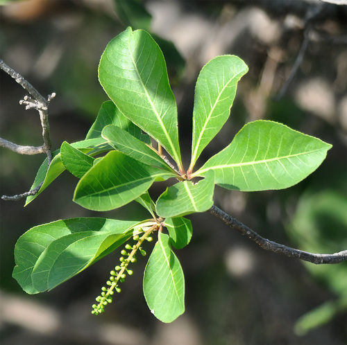 Freshwater Mangrove reference