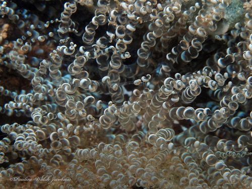 Corkscrew Anemone reference