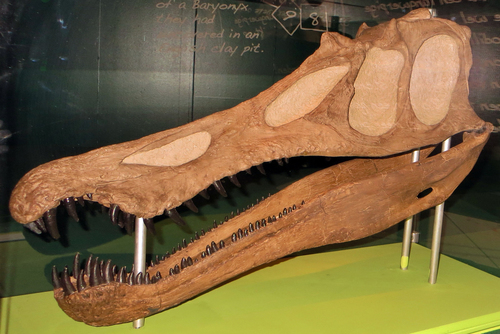 Baryonyx reference