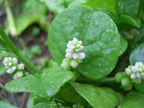 Red Malabar Spinach reference