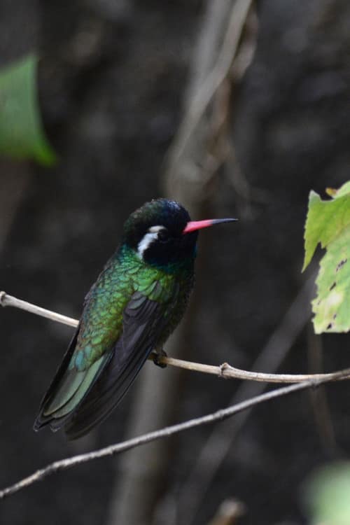 White-eared Hummingbird reference