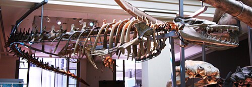 Basilosaurus reference