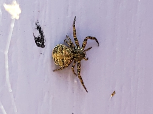 Western Bark Crab Spider reference