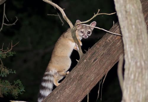 Ringtail reference