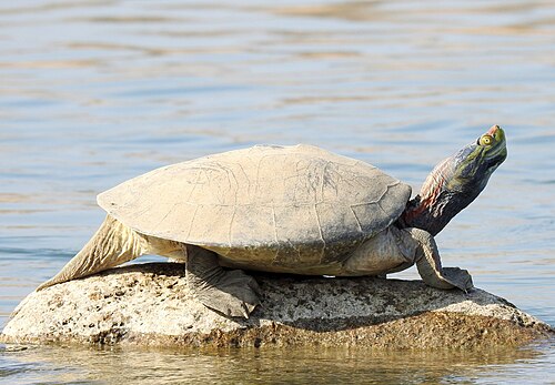 Red-crowned Roofed Turtle reference