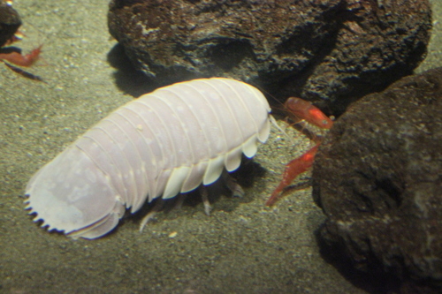 Giant Isopod reference