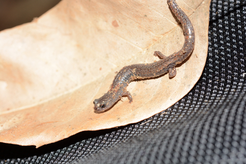 Garden Slender Salamander reference