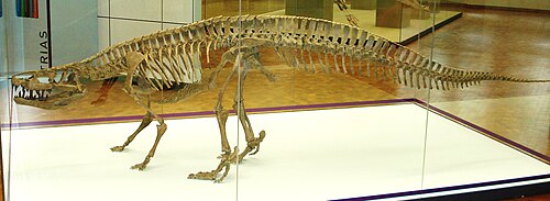 Batrachotomus reference