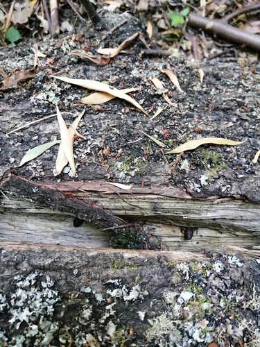 Band-tailed Frog reference