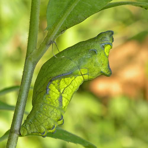 Pipevine Swallowtail reference