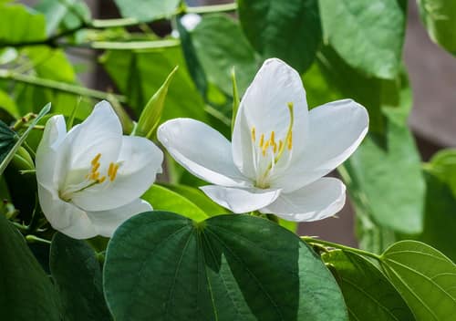 White Orchid Tree reference