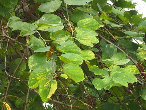 Hong Kong Orchid Tree reference