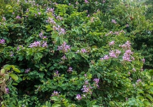 Purple Orchid Tree reference