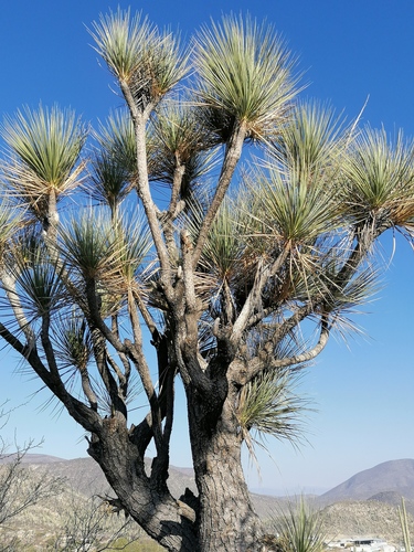 Graceful Ponytail Palm reference