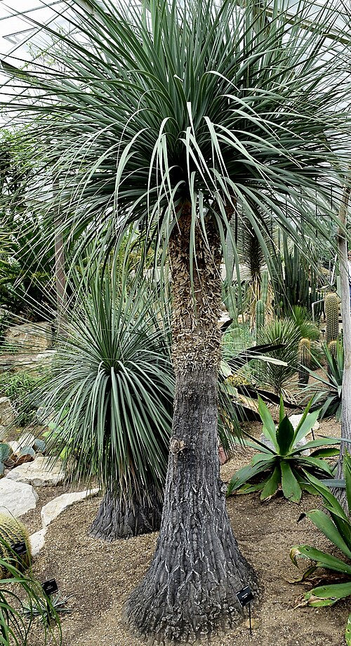 Stiff-leaved Ponytail Palm reference