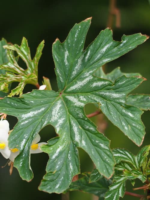Angel-Wing Begonia reference